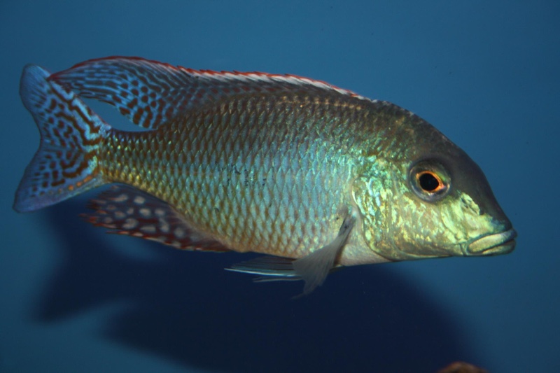 Lethrinops oculatus 'Chesese'